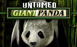 Big panda slot game Big panda slot game