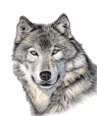 untamed wolf pack