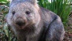 wombat fella