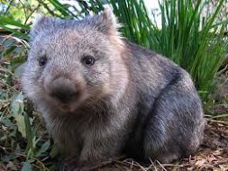 wombat fella